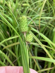Carex typhina