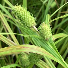 Carex typhina