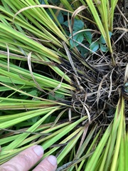 Carex typhina
