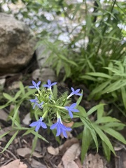 Palmerella debilis serrata