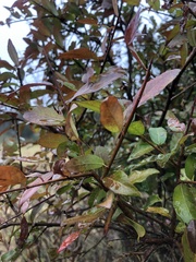 Sebastiania commersoniana