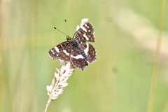 Araschnia levana