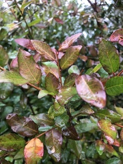 Sebastiania commersoniana