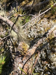 Arceuthobium americanum