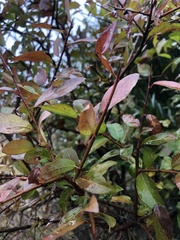 Sebastiania commersoniana