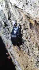 Dorcus hopei hopei