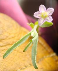 Convolvulus simulans