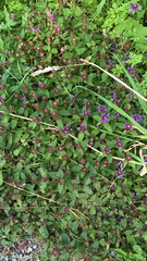 Prunella vulgaris