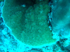 Podabacia sinai