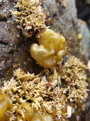 Leathesia marina