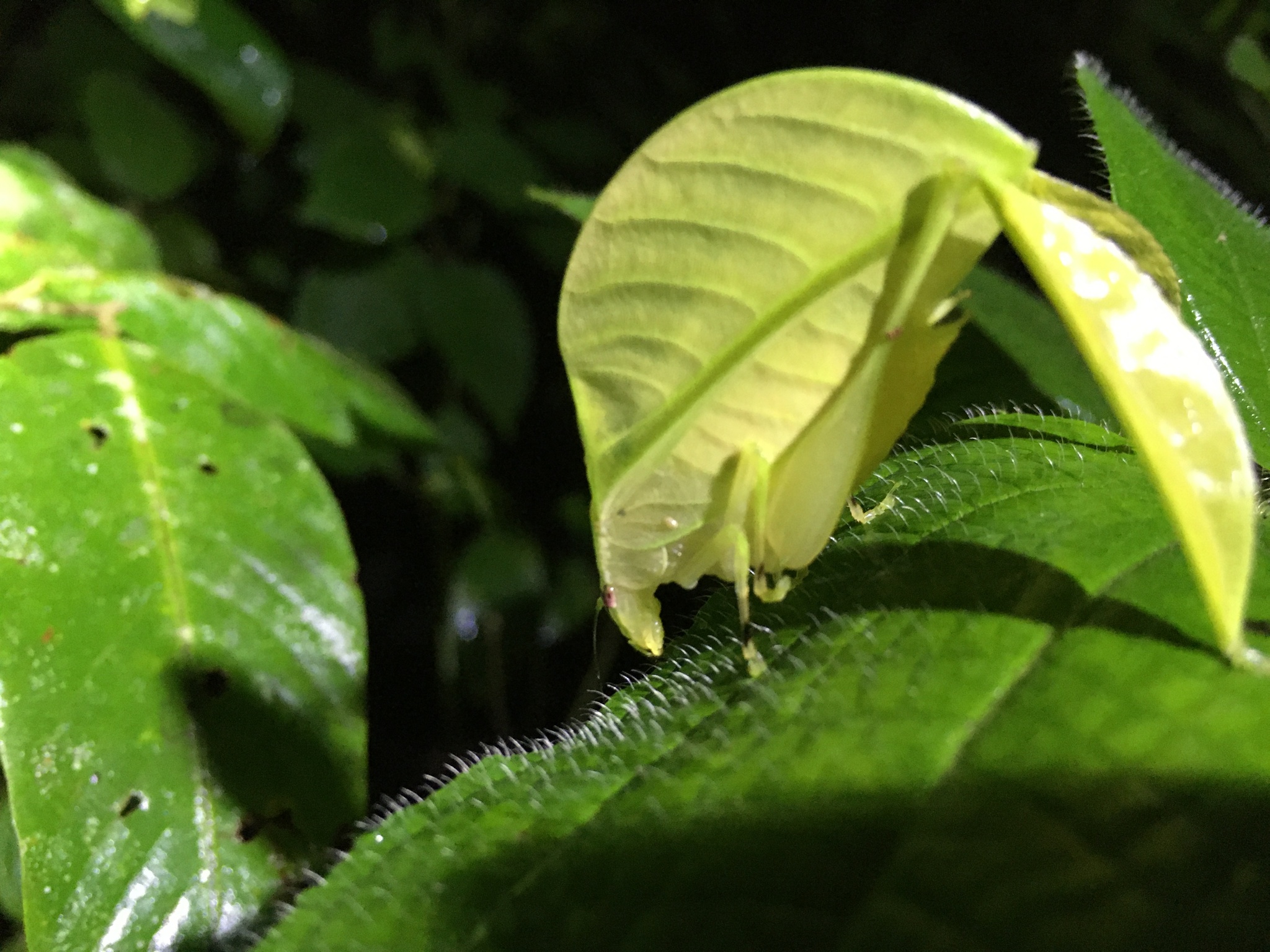 Eulophophyllum lobulatum Ingrisch & Riede, 2016