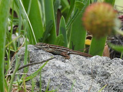 Anolis shrevei