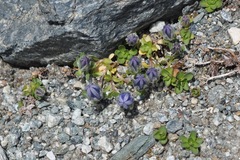Campanula cenisia