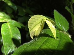 Eulophophyllum lobulatum