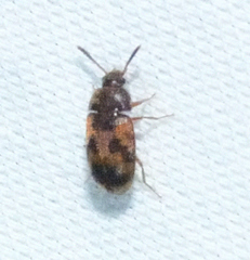 Mycetophagus flexuosus