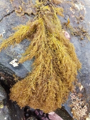 Odonthalia