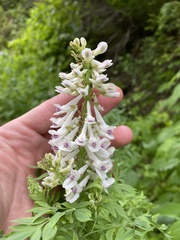 Corydalis caseana brachycarpa