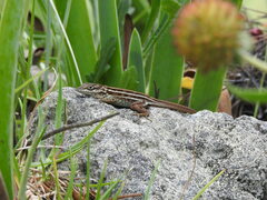 Anolis shrevei