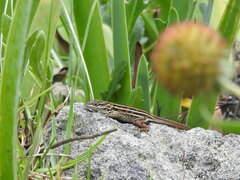 Anolis shrevei