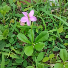 Talinum fruticosum