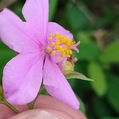 Talinum fruticosum