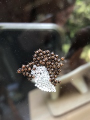 Nanophyes