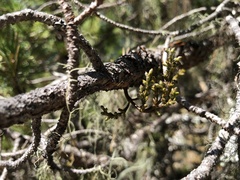 Arceuthobium americanum