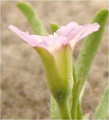 Convolvulus simulans