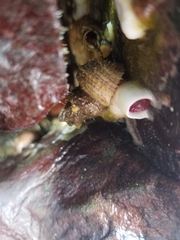 Trichotropis cancellata