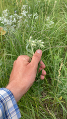 Lithospermum parviflorum