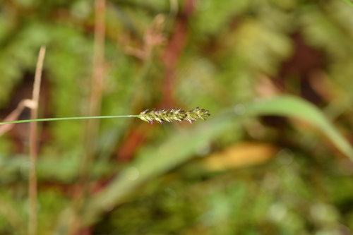 Sacciolepis indica image