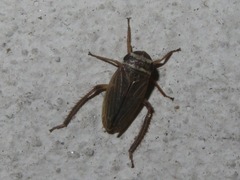 Aphrodes makarovi
