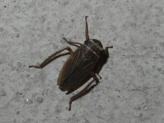 Aphrodes makarovi