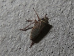 Aphrodes makarovi