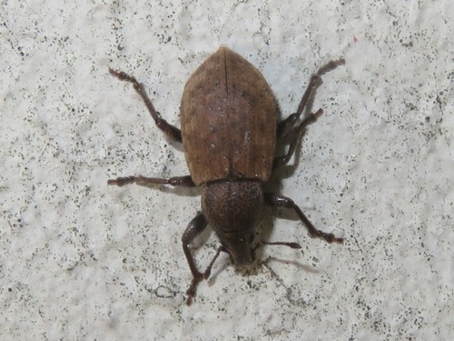 Ground Weevil, Leidschenveen-Ypenburg, Den Haag, Nederland, photo 10 of 10
