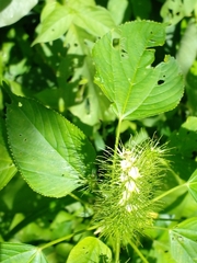 Acalypha polystachya