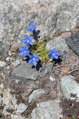 Gentiana brachyphylla