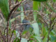 Conirostrum cinereum