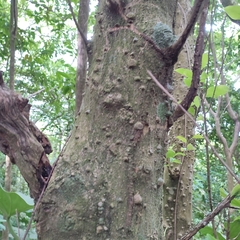 Zanthoxylum schreberi