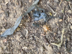 Araneus diadematus