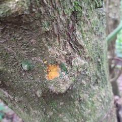 Zanthoxylum schreberi