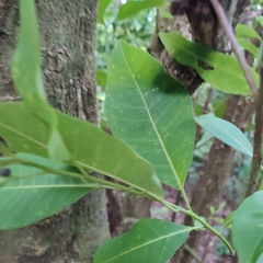 Zanthoxylum schreberi