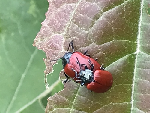 Poplar Leaf Beetle, Spekholzerheide, Kerkrade, Limburg, NL, photo 7 of 10