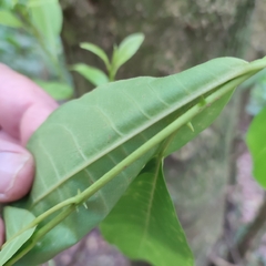 Zanthoxylum schreberi