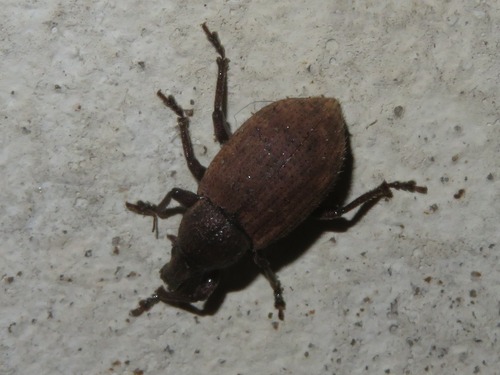 Ground Weevil, Leidschenveen-Ypenburg, Den Haag, Nederland, photo 7 of 10