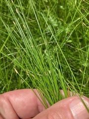Eleocharis tenuis