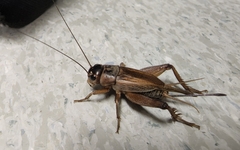 Gryllus lineaticeps