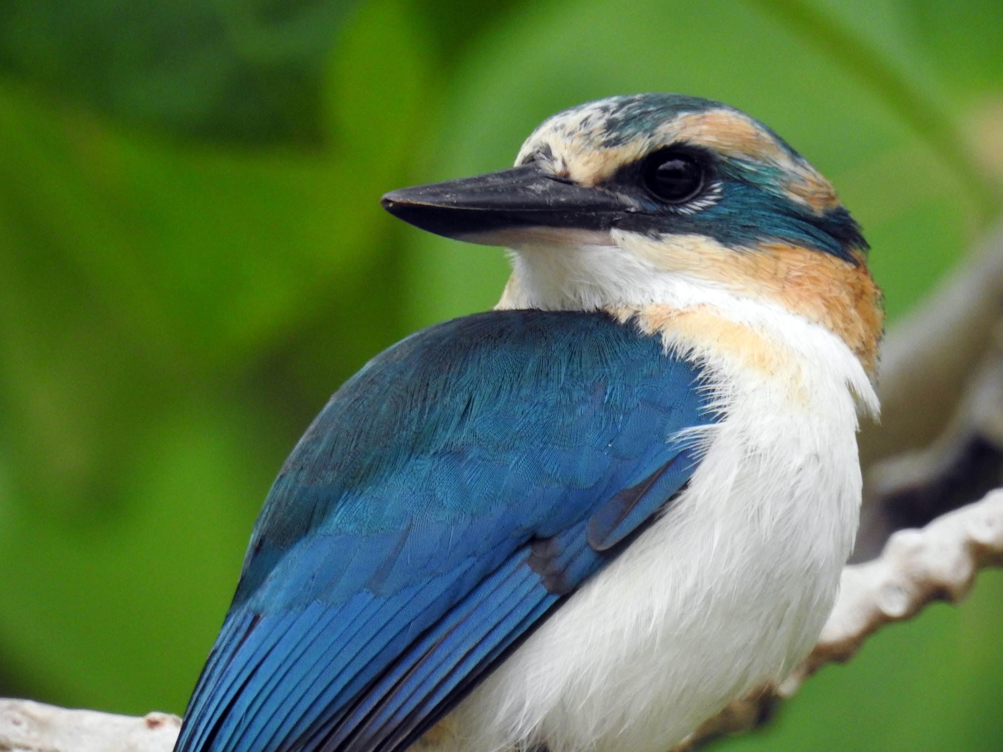 Mewing Kingfisher (Todiramphus ruficollaris), photo 2