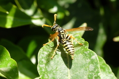 Polistes