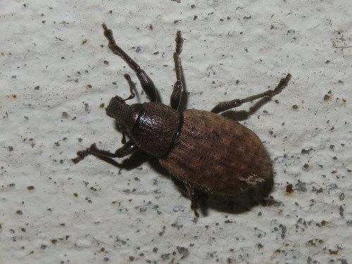 Ground Weevil, Leidschenveen-Ypenburg, Den Haag, Nederland, photo 9 of 10